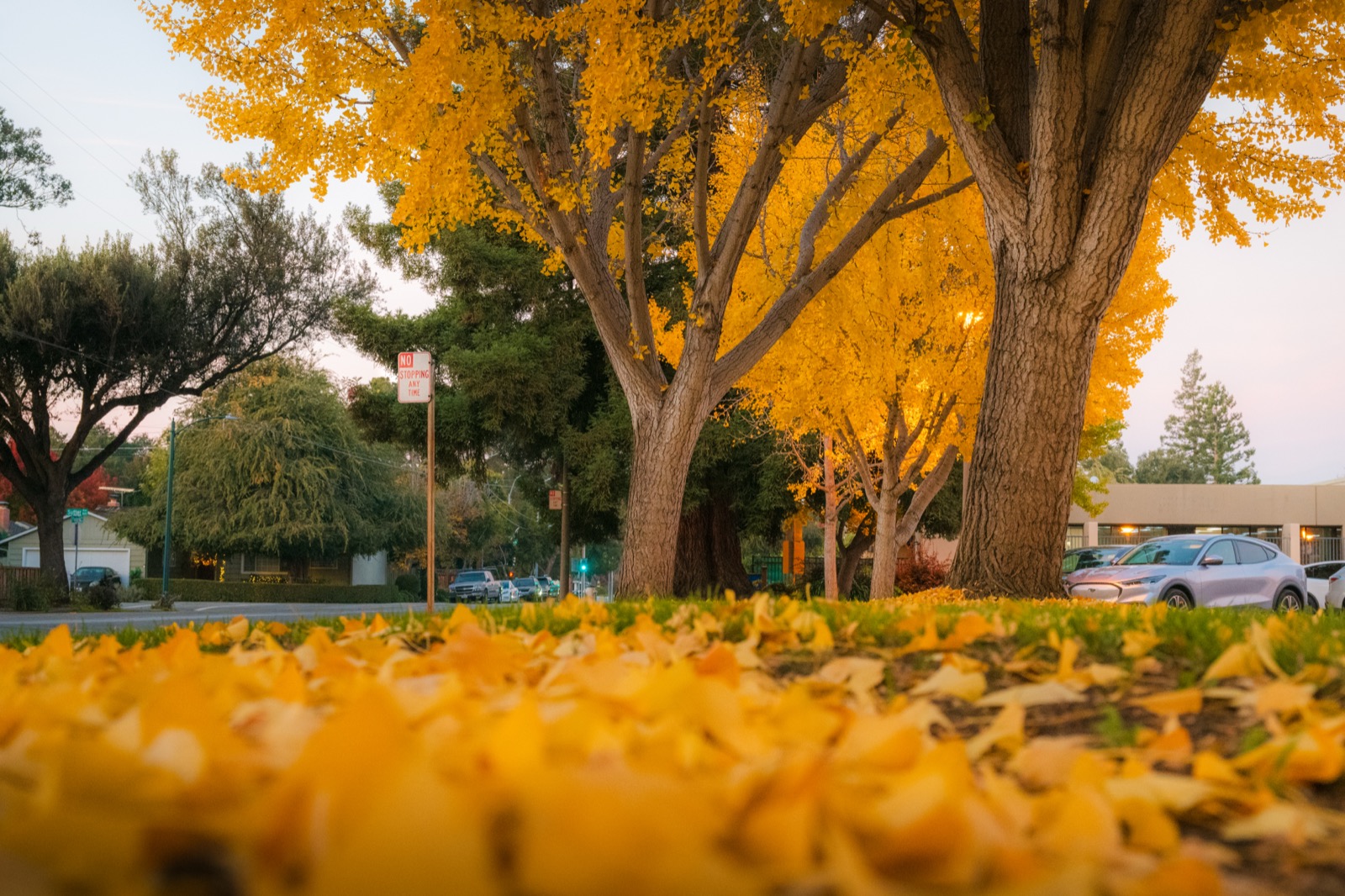Fallen Road in Yellow