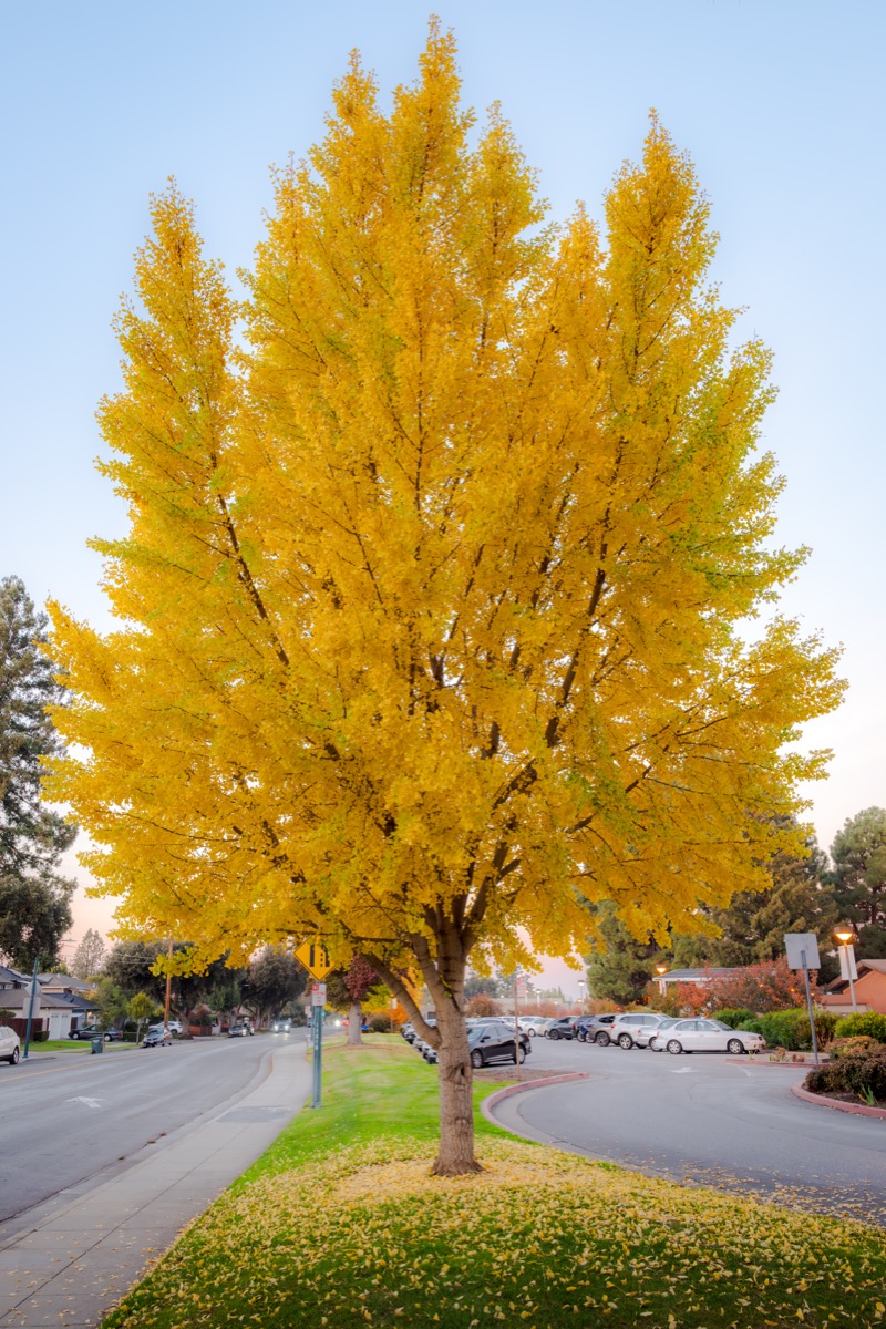 Lone Yellow Tree