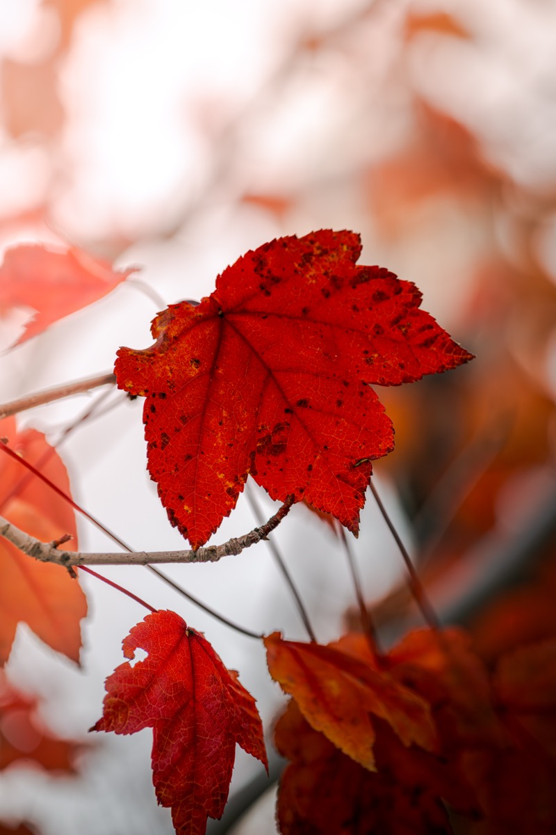 Red Leaf Focus