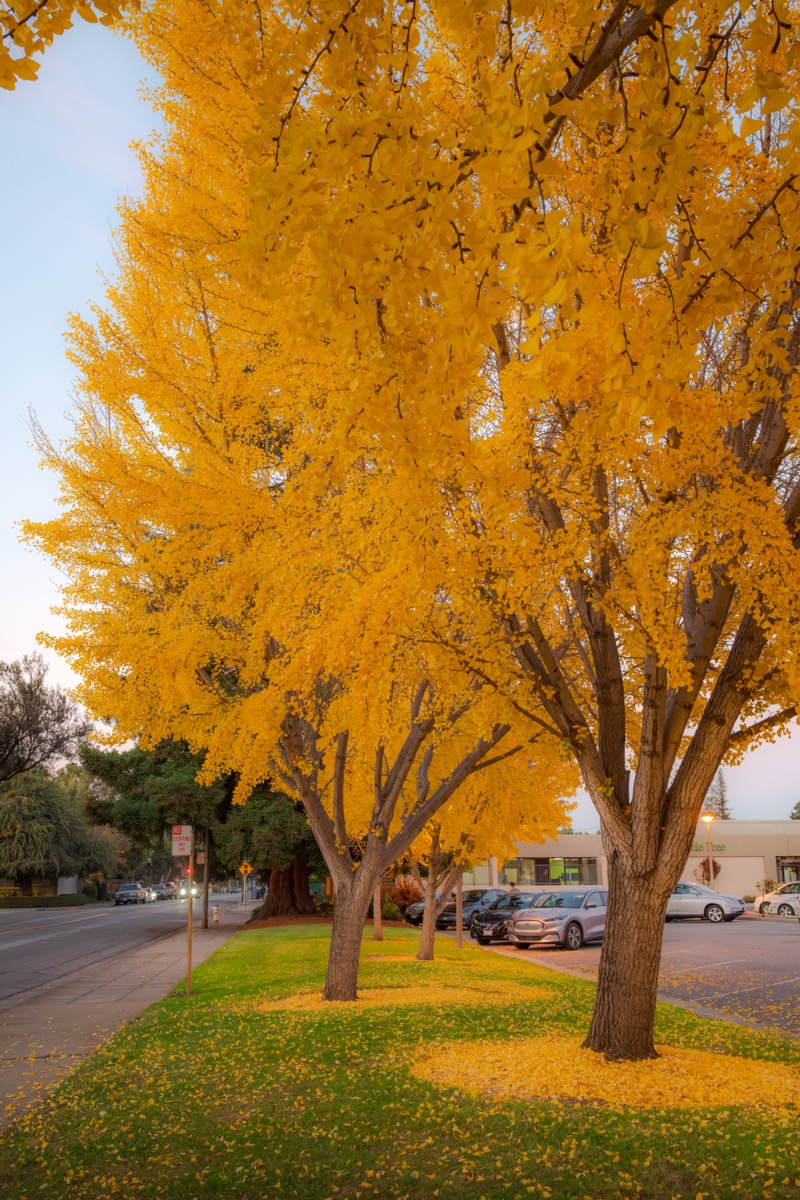 Sunnyvale City Hall Yellow Tree