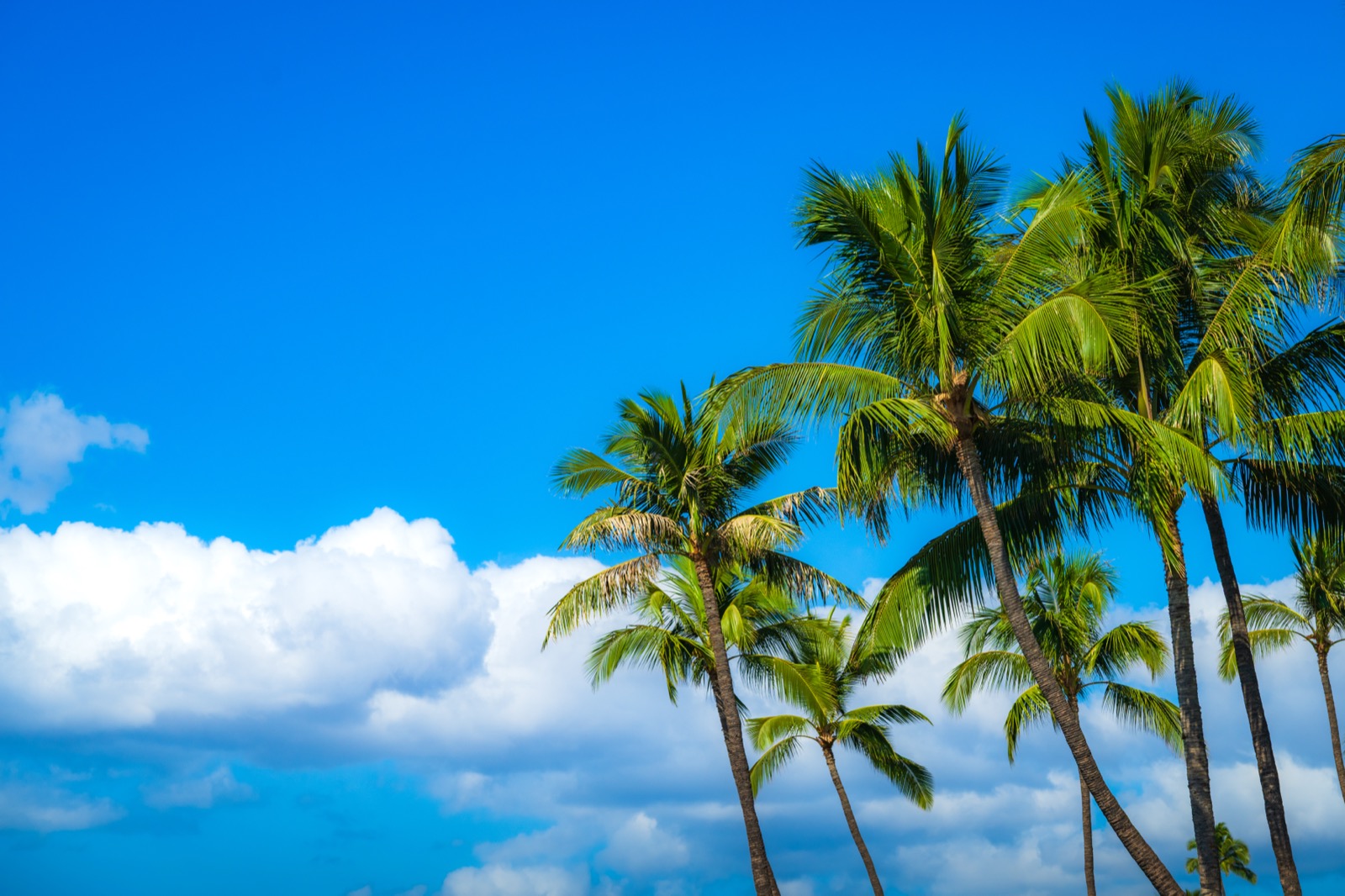 Wailea Beach Palm Trees